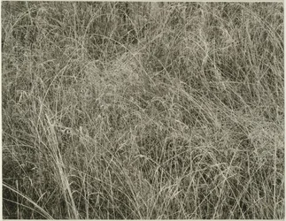 Erba, 1933