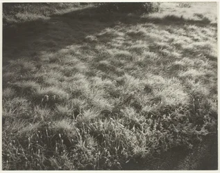 Erba e gelo