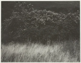 Siepe e Erbe - Lago George