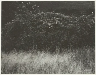 Siepe e erbe - Lago George