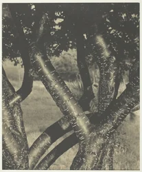Gli alberi danzanti, 1922