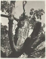 Il vecchio acero - Lago George, 1926