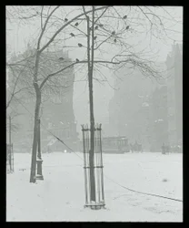 Albero nella neve, New York City
