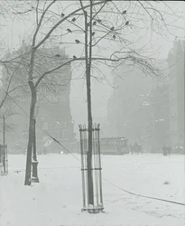 Albero nella neve, New York City, 1900-02