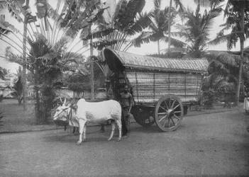 Un carro di buoi di Ceylon, c1890, 1910