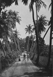 Un sentiero attraverso i campi di riso, c1890, 1910