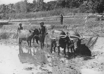 Bufali che arano campi di riso, c1890, 1910