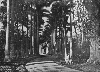 Palme di cavolo nei giardini di Peradeniya, c1890