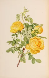 Illustrazione da Il genere rosa di Ellen Willmott, 1914