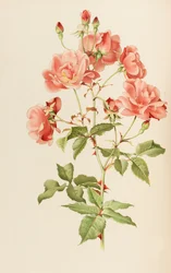 Illustrazione da Il genere rosa di Ellen Willmott, 1914
