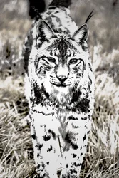 Approccio, 2017 (fotografia)