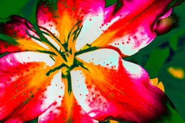 Giglio della California, 2016 (fotografia ridipinta a mano)