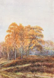 New Forest: Le betulle di Faircrop, inizio novembre (litografia a colori)