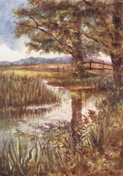 New Forest: Lo stagno di Park Hill, luglio (litografia a colori)