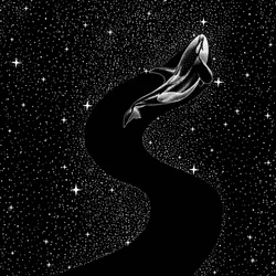 Orca tra le stelle