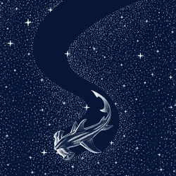 Squalo martello stellato