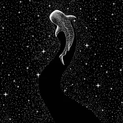 Il viaggio sotto le stelle con lo squalo balena