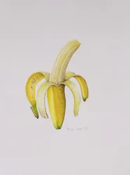 Una Banana Mezzo Sbucciata, 1997