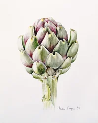 Studio di carciofo