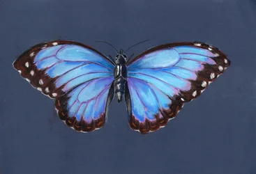 Farfalla Morpho Blu, 2019