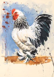Gallo bantam Brahma, 2020