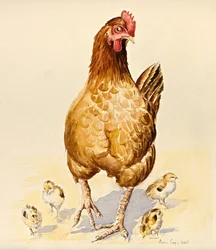 La gallina di George e i suoi pulcini, 2007