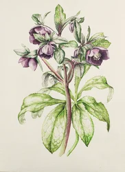 Helleborus orientalis da Helen Ballard (fiori viola scuro)