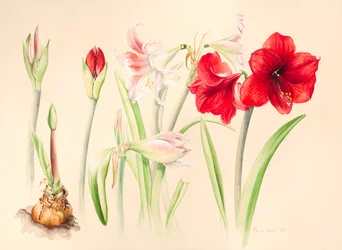Hippeastrum a gennaio