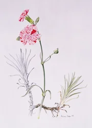 Vecchia varietà di Dianthus, 1997