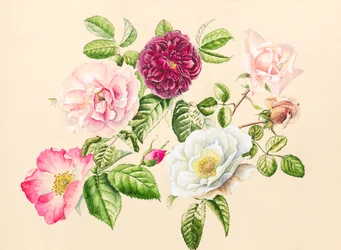 Rose dal giardino, 2020