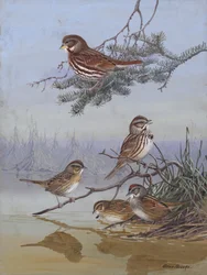 Sparrow di Allan Brooks