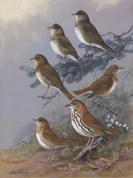 "Thrush" di Allan Brooks