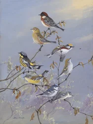 Warblers 001 di Allan Brooks