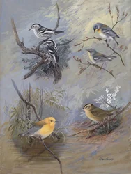 Warblers 002 di Allan Brooks