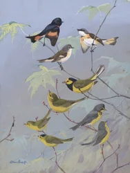 Warblers di Allan Brooks