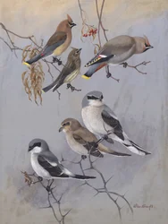 Waxwings di Allan Brooks