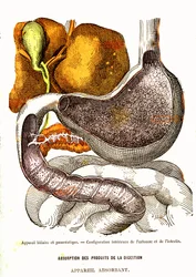 Sistema Biliare e Pancreatico - Vita Normale e Salute di J. Rengade - Disegno di A. Demarle 1881