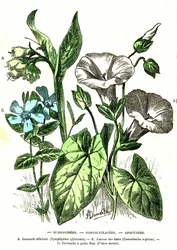 Borraginacee, Convolvulacee, Apocinacee: Creazione naturale e esseri viventi. Disegno di A. Demarle. 1885
