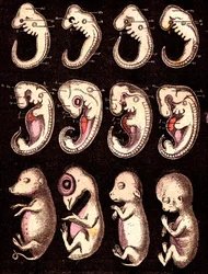 Embrioni comparati di 4 vertebrati: Da sinistra a destra: maiale, gallina, coniglio, uomo. Disegno di A. Demarle. 1885