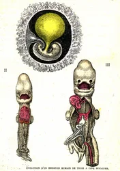 Evoluzione dell