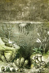 Preistoria-Terra e Mari: L