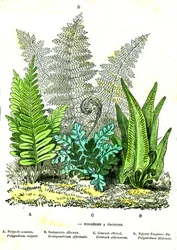 Fionda di Fougeres: Creazione naturale e esseri viventi. Disegno di A. Demarle. 1885