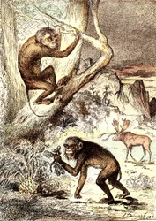 Le scimmie Catarhine (Periodo Miocene): I Semnopitechi. La creazione naturale e gli esseri viventi di J. Rengade. Disegno di A. Demarle