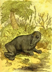 Il Labirintodonte (Amfibio): Anfibio del periodo carbonifero. Creazione naturale e esseri viventi. Disegno di A. Demarle 1885