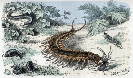 Tavola zoologica: insetti, miriapodi (centopiedi o millepiedi), tavola zoologica: Myriapoda. Incisione da «L