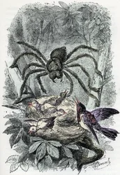 Tavola zoologica: aracnide, Avicularia sorprende un nido di uccelli. Incisione da 