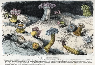 Tavola zoologica: anemoni di mare Incisione da 