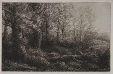 Studio di un bosco