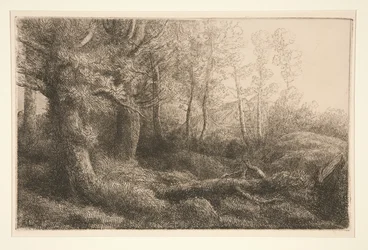 Studio di un bosco