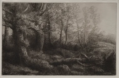 Uno studio nel bosco